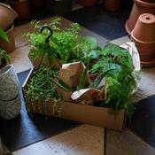Box of Plants image