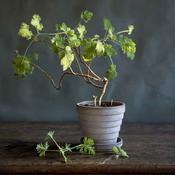 Planet Raw Pot &amp; Saucer - Bergs Potter