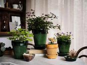 Simona Glazed Pots &amp; Saucer - Bergs Potter