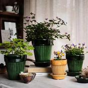 Bergs Simona Glazed Pots &amp; Saucer