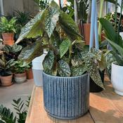 Textured Blue Pot