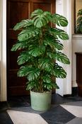 Monstera Deliciosa Large