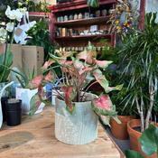 Floral Design Pot image