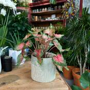 Floral Design Pot