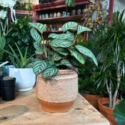 Rustic Earth Pot