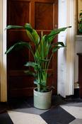 Strelitzia Nicolai