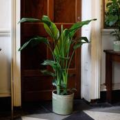 Strelitzia Nicolai