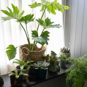 Fatsia Japonica - Japanese Aralia