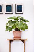 Homalomena Rubes