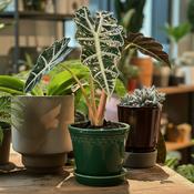 Alocasia