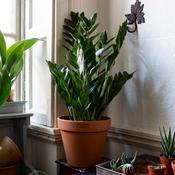 Zamioculcas Zamiifolia - ZZ Plant