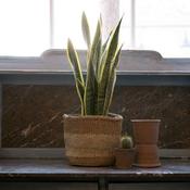 Sansevieria