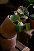 Pilea Peperomioides - Chinese Money Plant