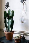 Candleabra Cactus - Euphorbia Eritrea