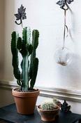 Candleabra Cactus - Euphorbia Eritrea