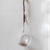 Airplants - Tillandsia image