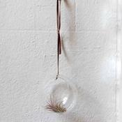 Airplants - Tillandsia image