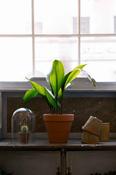 Aspidistra Eliator