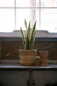 Sansevieria image