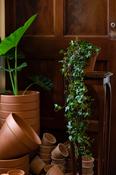 English Ivy - Hedera Helix