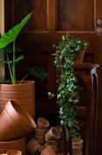 English Ivy - Hedera Helix
