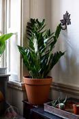 Zamioculcas Zamiifolia - ZZ Plant