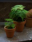 Asparagus Fern