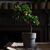 Citrus Tree