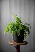 Maidenhair fern - Adiantum