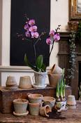 Phalaenopsis Orchid image