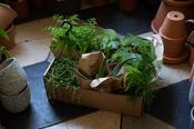 Box of Plants image