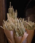 Dried Wheat