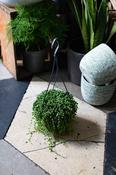 String Of Pearls - Senecio