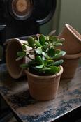 Crassula Ovata