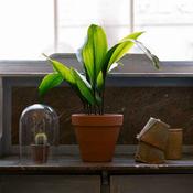 Aspidistra Eliator