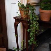 English Ivy - Hedera Helix