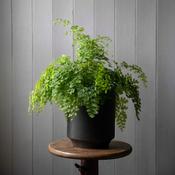 Maidenhair fern - Adiantum