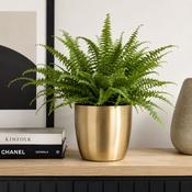 Alano Pot Gold image