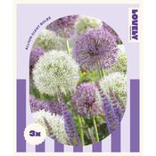 Allium Giant Bulbs Mix