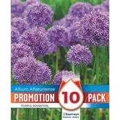 Allium Purple Sensation Promo Bulbs image