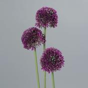 Allium Spray x 3 Purple image