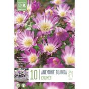 Anemone Blanda Charmer image