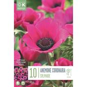 Anemone Coronaria Sylphide image