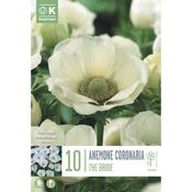 Anemone Coronaria The Bride image