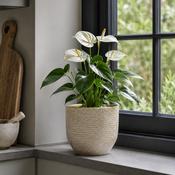 Carrie Indoor Pot Round Champagne