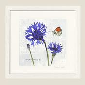 'Cornflower &amp; Orange Tip' Print