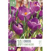 Crocus Flower Record Bulbs image
