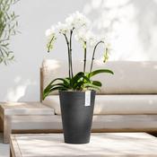 Ecopots Pisa Pot 14 Dark Grey image