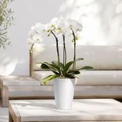 Ecopots Pisa Pot 14 Pure White image