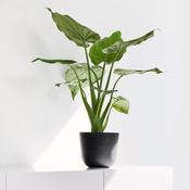 Ecopots Oslo Mini Pot Dark Grey image